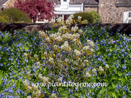 Regent Serviceberry (Amelanchier alnifolia)
A young plant growing in a bed of Virginia Blue Bells (Mertensia)
